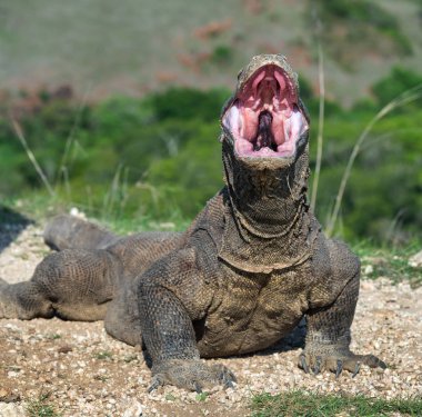 Komodo dragon açık ağız. Portre, önden görünümü kapatın. Komodo dragon. Bilimsel adı: Varanus Komodoensis. Doğal yaşam alanı. Endonezya. Rinca Adası.