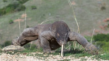 Komodo dragon o çatal dilini ve sniff hava dışarı sıkışmış. Komodo Ejderi, bilimsel adı - Varanus komodoensis. Doğal görünümü arka planda. Doğal yaşam alanı. Rinca Adası. Endonezya.