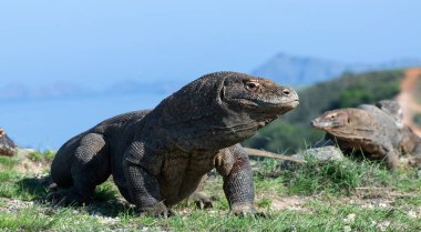 Komodo ejderleri, bilimsel adı: Varanus komodoensis. Doğal görünümü arka planda, doğal yaşam alanı. Endonezya.