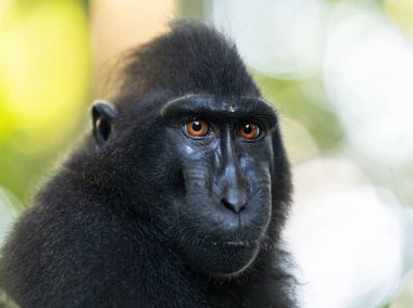 Celebes makak tepeli. Yakın çekim. Tepeli siyah makak Sulawesi makak veya siyah maymun doğal ortamına tepeli. Sulawesi. Endonezya.