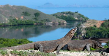 Komodo ejderleri, bilimsel adı: Varanus komodoensis. Doğal görünümü arka planda, doğal yaşam alanı. Endonezya.