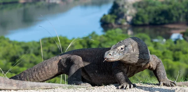 Dragón Komodo Nombre Científico Varanus Komodoensis Vista Panorámica Del Fondo — Foto de Stock