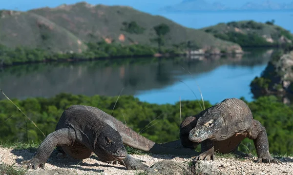 Komodo Naga Nama Ilmiah Varanus Komodoensis Pemandangan Indah Latar Belakang — Stok Foto