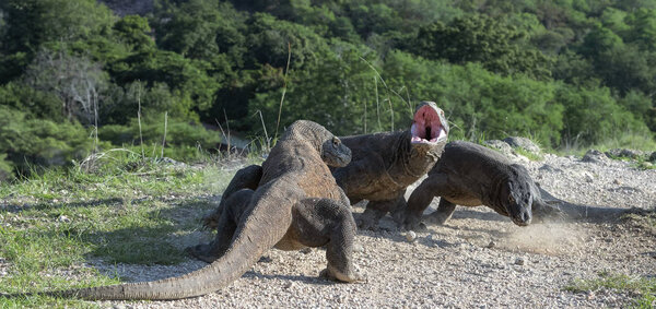 Komodo dragons. The Komodo dragon, scientific name - Varanus komodoensis. Natural habitat. Rinca Island.  Indonesia.