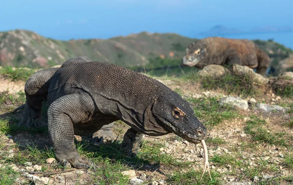 Komodo Dragon Çatal Dilini Sniff Hava Dışarı Sıkışmış Komodo Ejderi — Stok fotoğraf