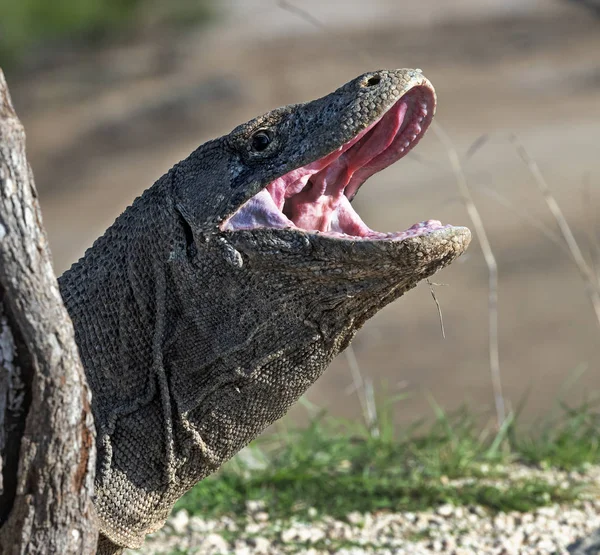 Komodo Dragon Açık Ağız Portre Kadar Kapatın Komodo Dragon Bilimsel — Stok fotoğraf