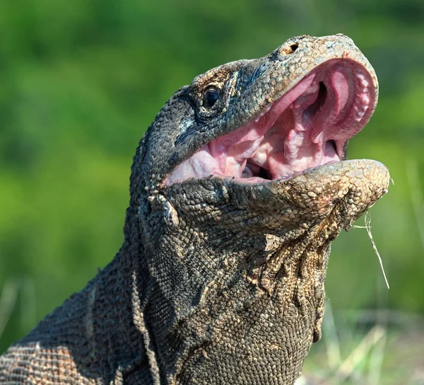 Nyitott Szájjal Komodói Sárkány Közelről Portré Elülső Kilátás Komodo Sárkány — Stock Fotó