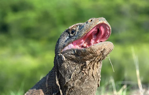 Öppna Munnen Komodovaranen Närbild Porträtt Framifrån Komodovaranen Vetenskaplig Namn Varanus — Stockfoto