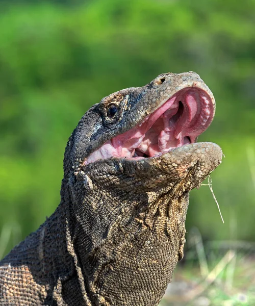 Das Offene Maul Des Komododrachen Nahaufnahme Porträt Frontansicht Komodo Drache — Stockfoto