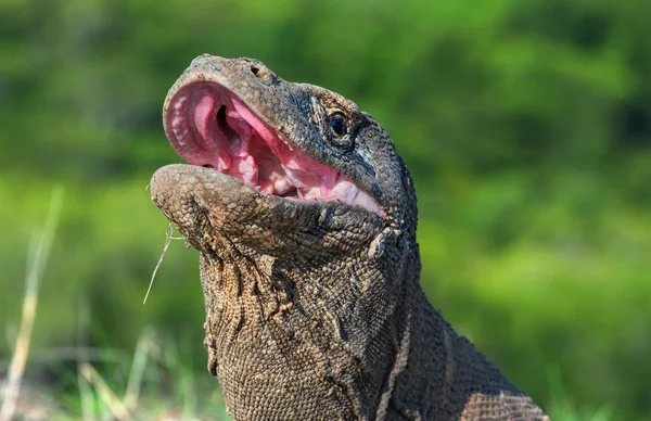 Otwarte Usta Komodo Smok Portret Widok Przodu Bliska Komodo Smok — Zdjęcie stockowe