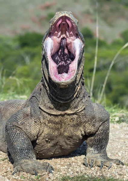 科莫多龙的张嘴 关闭纵向 正面视图 科莫多龙科学名称 瓦拉努斯 科莫多安斯 自然栖息地 印度尼西亚 林卡岛 — 图库照片