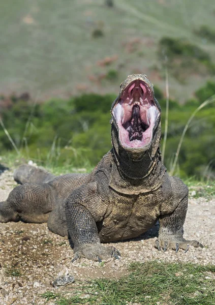 Otwarte Usta Komodo Smok Portret Widok Przodu Bliska Komodo Smok — Zdjęcie stockowe