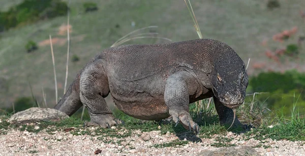 Komodo dragon. Komodo Ejderi, bilimsel adı - Varanus komodoensis. Doğal yaşam alanı. Rinca Adası. Endonezya.