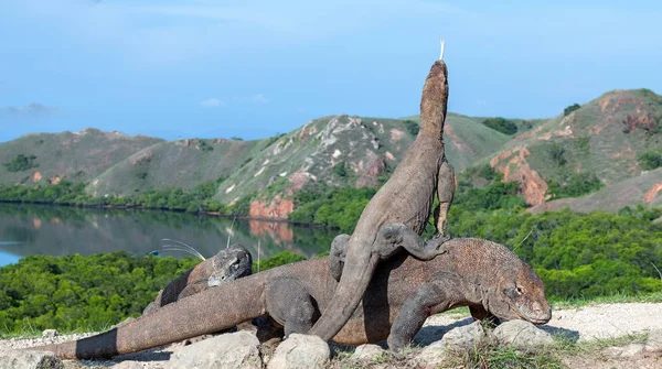 コモドドラゴン ヴァラヌス Komodoensis 背景には 自然の生息地の風光明媚なビュー インドネシア — ストック写真