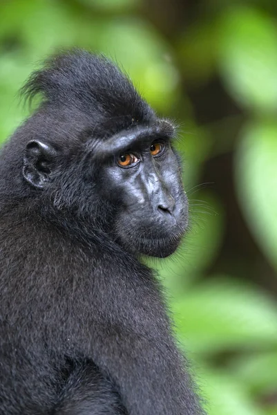 Celebes Crested Macaque Close Crested Black Macaque Sulawesi Crested Macaque — Stock Photo, Image