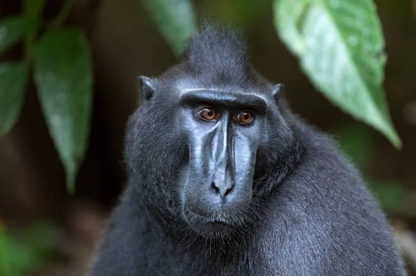 Los Celebes Tienen Cresta Macaco Cerca Macaco Negro Crestado Macaco —  Fotos de Stock