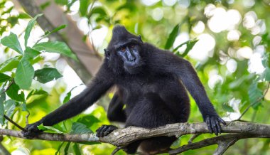 Celebes, ağacın dalında, makak 'i kırıyor. Portre kapatın. Koyu siyah makak, Sulawesi tepeli makak, Sulawesi makak veya siyah maymun. Doğal Habitat. Sulawesi. Endonezya.