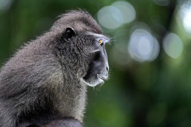 Celebes tepeli macaque. Portre, yan görünüm yakın. Koyu siyah makak, Sulawesi tepeli makak, Celebes makak veya siyah maymun. Doğal Habitat. Sulawesi. Endonezya.