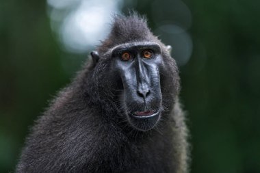 Celebes tepeli macaque. Ön görünüm, portre kapatın. Yeşil Doğal arka plan. Koyu siyah macaque, Sulawesi tepeli macaque, ya da siyah maymun. Doğal Habitat. Sulawesi. Endonezya.