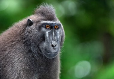 Celebes tepeli macaque. Ön görünüm, portre kapatın. Yeşil Doğal arka plan. Koyu siyah macaque, Sulawesi tepeli macaque, ya da siyah maymun. Doğal Habitat. Sulawesi. Endonezya.