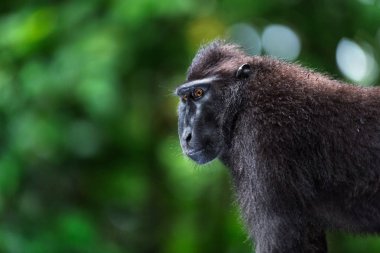 Celebes tepeli macaque. Portre, yan görünüm yakın. Koyu siyah makak, Sulawesi tepeli makak, Celebes makak veya siyah maymun. Doğal Habitat. Sulawesi. Endonezya.