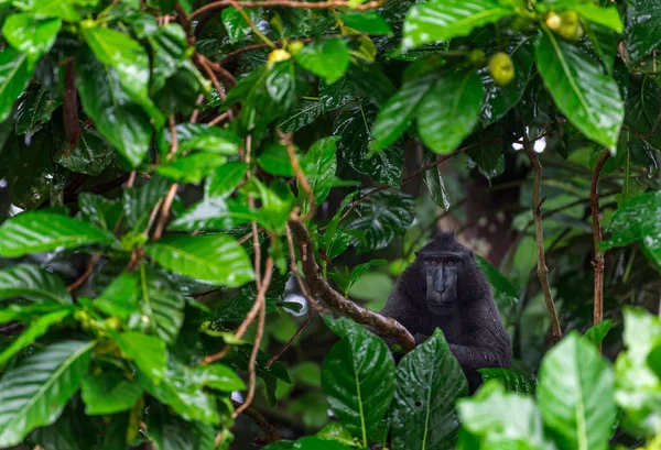 セレベスは木の枝にマカクていた ポートレートを閉じる クレステッドブラックマカク スラウェシ マカク スラウェシマカク またはブラック 自然の生息地 スラウェシ インドネシア — ストック写真