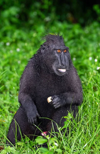 Celebes Bir Makak Yiyor Yeşil Doğal Arka Plan Koyu Siyah — Stok fotoğraf