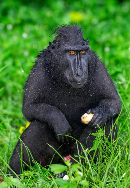 Die Promis Schopfmakaken Essen Grüner Natürlicher Hintergrund Schopfmakaken Sulawesi Schopfmakaken — Stockfoto