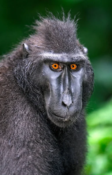 Celebes Kuif Maka Vooraanzicht Close Portret Groene Natuurlijke Achtergrond Kuif — Stockfoto