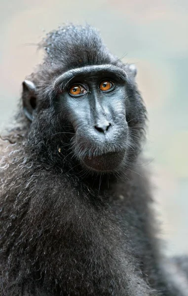 Celebes Crested Macaque Front View Close Portrait Green Natural Background — Stock Photo, Image