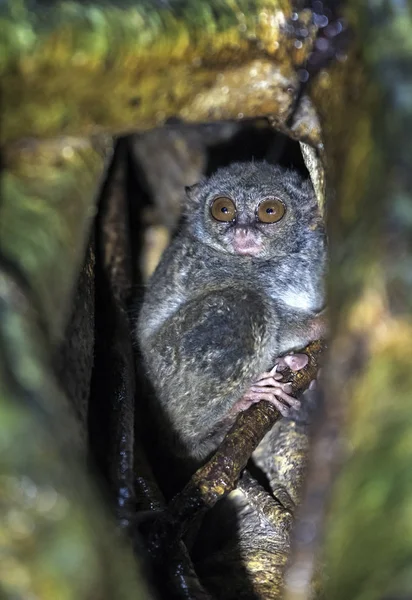 Tarsier Spectral Sur Arbre Nom Scientifique Tarsius Spectre Également Appelé — Photo