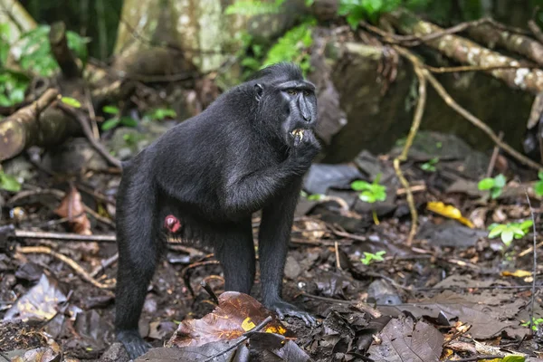 Celebes Kuif Maka Kuif Zwarte Makaken Sulawesi Kuif Makaken Zwarte — Stockfoto