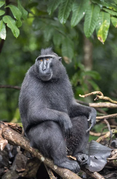 Celebes Criavam Macaco Fundo Natural Verde Macaco Preto Sulawesi Crista — Fotografia de Stock