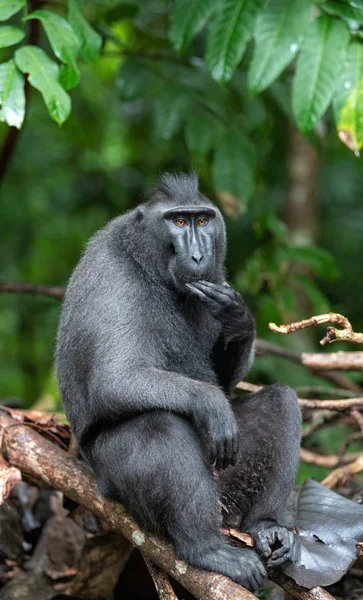 塞莱伯斯吃的是 绿色自然背景 冠黑色猕猴 苏拉威西冠猕猴 或黑色的猿 自然栖息地 苏拉威西 印度尼西亚 — 图库照片