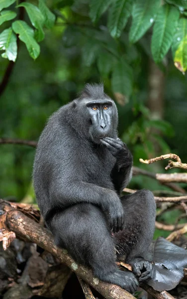 塞莱伯斯吃的是 绿色自然背景 冠黑色猕猴 苏拉威西冠猕猴 或黑色的猿 自然栖息地 苏拉威西 印度尼西亚 — 图库照片