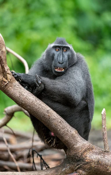 Celebes Kuif Maka Groene Natuurlijke Achtergrond Kuif Zwarte Makaken Sulawesi — Stockfoto