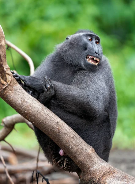 Celebes Kuif Maka Groene Natuurlijke Achtergrond Kuif Zwarte Makaken Sulawesi — Stockfoto