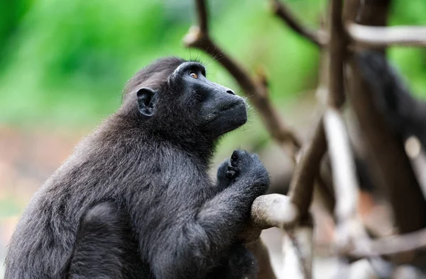Celebes Tepeli Macaque Koyu Siyah Macaque Sulawesi Tepeli Macaque Siyah — Stok fotoğraf