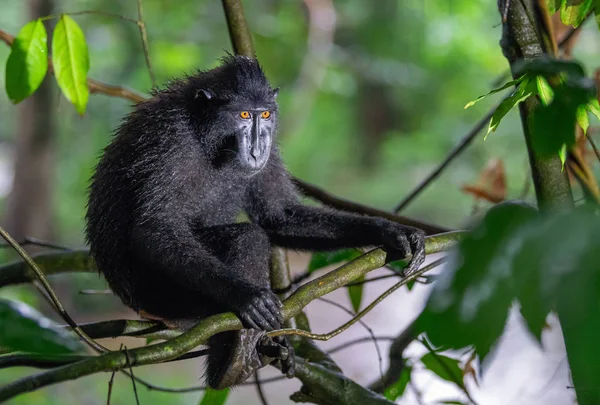 Los Celebes Crestaron Macaco Rama Del Árbol Cierre Retrato Macaco — Foto de Stock