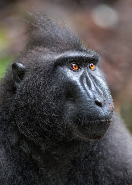 The Celebes crested macaque. Close up portrait. Crested black macaque, Sulawesi crested macaque, or the black ape.  Natural habitat. Sulawesi. Indonesia.