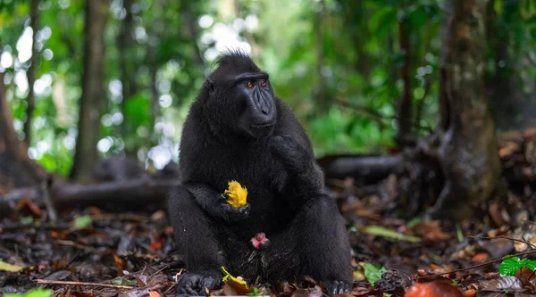 Celebesová Zrezivělali Makak Zavřít Portrét Zrezivělý Černý Macaque Sulawesi Zrezivělý — Stock fotografie