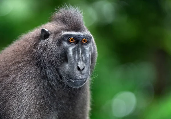 Celebes Kuif Maka Vooraanzicht Close Portret Groene Natuurlijke Achtergrond Kuif — Stockfoto