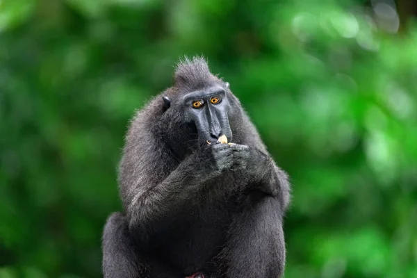 Los Celebes Comieron Macacos Fondo Natural Verde Macaco Negro Crestado — Foto de Stock
