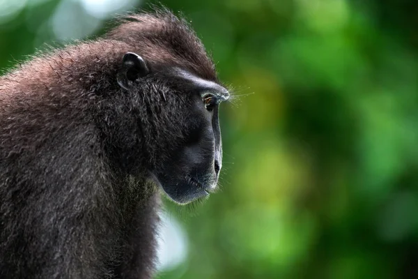 Macaque Crêpes Celebes Portrait Rapproché Vue Latérale Macaque Noir Crête — Photo