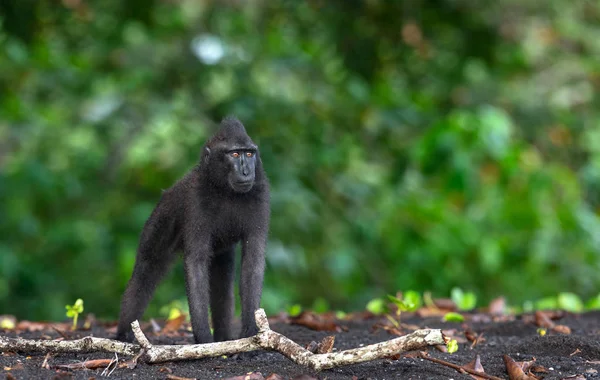 Celebes Criavam Macaco Fundo Natural Verde Macaco Preto Macaco Sulawesi — Fotografia de Stock
