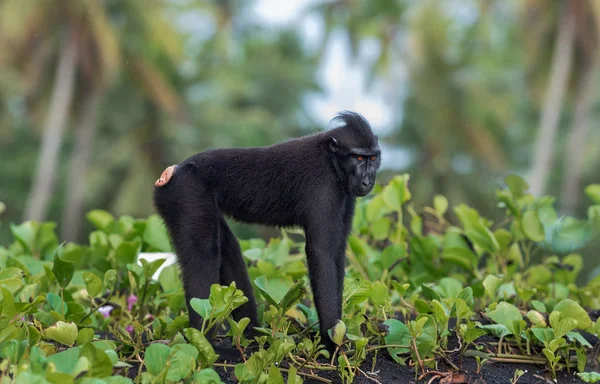 Los Celebes Tienen Cresta Macaco Fondo Natural Verde Macaco Negro — Foto de Stock