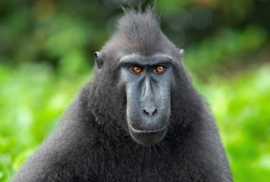 Celebes tepeli macaque. Koyu siyah macaque, Sulawesi tepeli macaque, ya da siyah maymun. Doğal Habitat. Sulawesi. Endonezya.