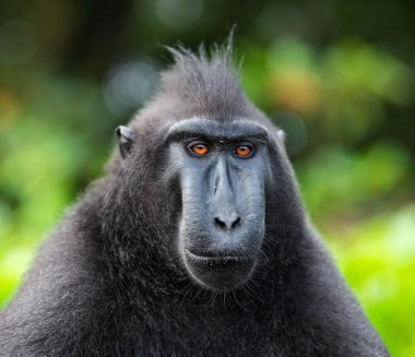 Celebes tepeli macaque. Koyu siyah macaque, Sulawesi tepeli macaque, ya da siyah maymun. Doğal Habitat. Sulawesi. Endonezya.