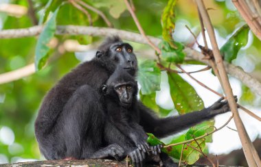 Celebes ağacın dalı üzerinde Cub ile tepeli makak. Koyu siyah makak, Sulawesi tepeli makak, Sulawesi makak veya siyah maymun. Doğal Habitat. Sulawesi. Endonezya.