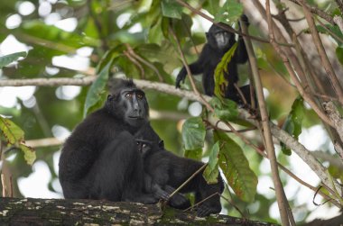Celebes ağacın dalı üzerinde Cub ile tepeli makak. Koyu siyah makak, Sulawesi tepeli makak, Sulawesi makak veya siyah maymun. Doğal Habitat. Sulawesi. Endonezya.